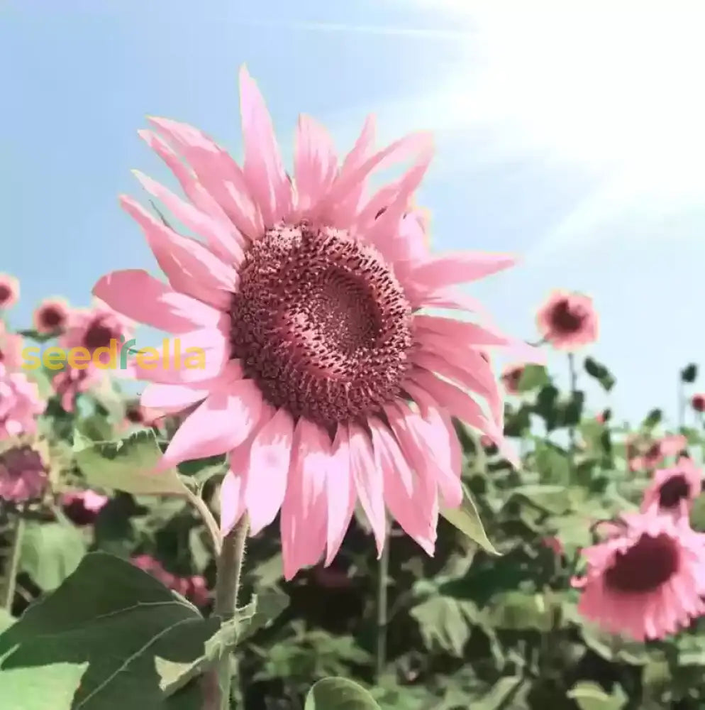 Pink sunflower seeds Helianthus annuus for planting