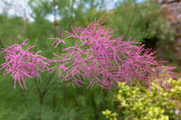 Pink Tamarix seeds for hedges and borders