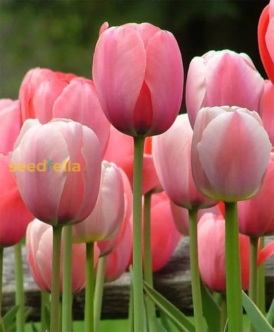 100 Pcs