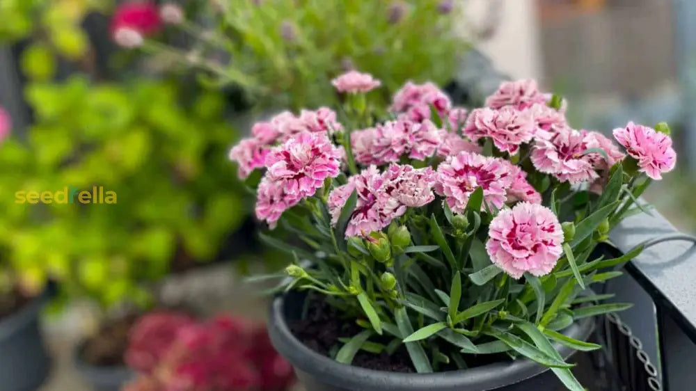Pink White Carnation Seeds For Planting | Vibrant Annual Flower Your Garden