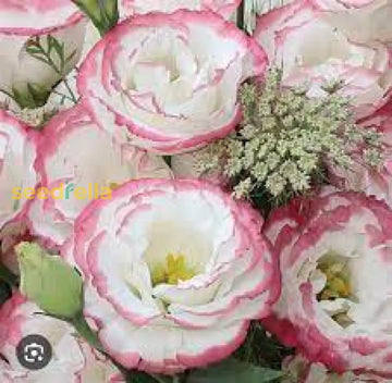 Pink White Eustoma Flower Seeds For Planting - Elegant Annual Blooms Your Garden