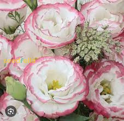 100 Pcs