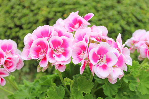 Pink and white geranium seeds for planting