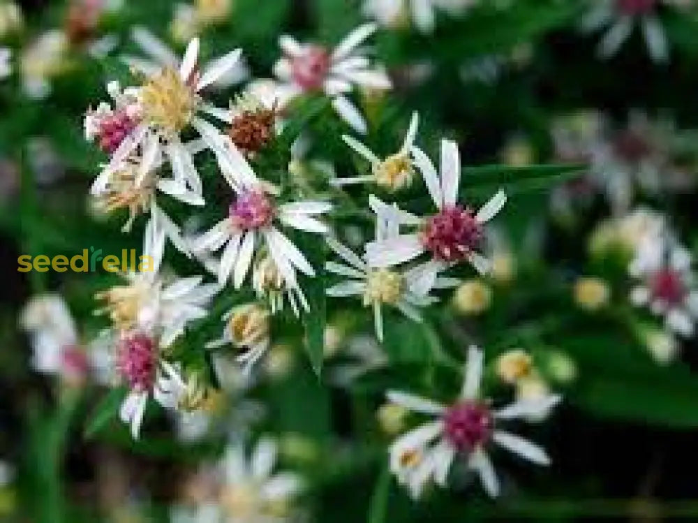 Pink White Lateriflorus Flower Seeds For Beautiful Garden Planting
