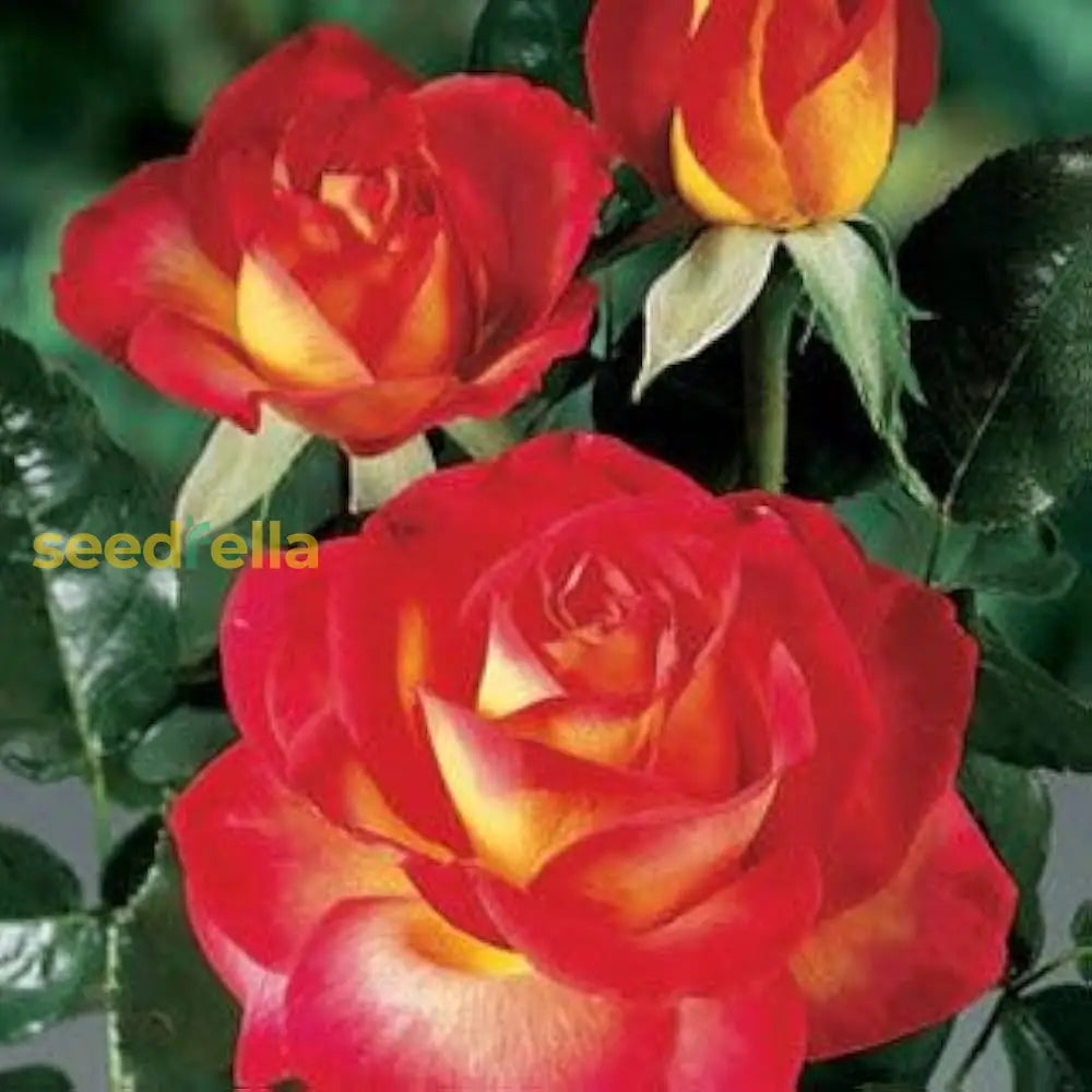 Pink Yellow Rose Flower Seeds For Planting - Vibrant Garden Roses Spring & Fall
