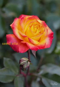 Pink Yellow Rose Flower Seeds For Planting - Vibrant Garden Roses Spring & Fall