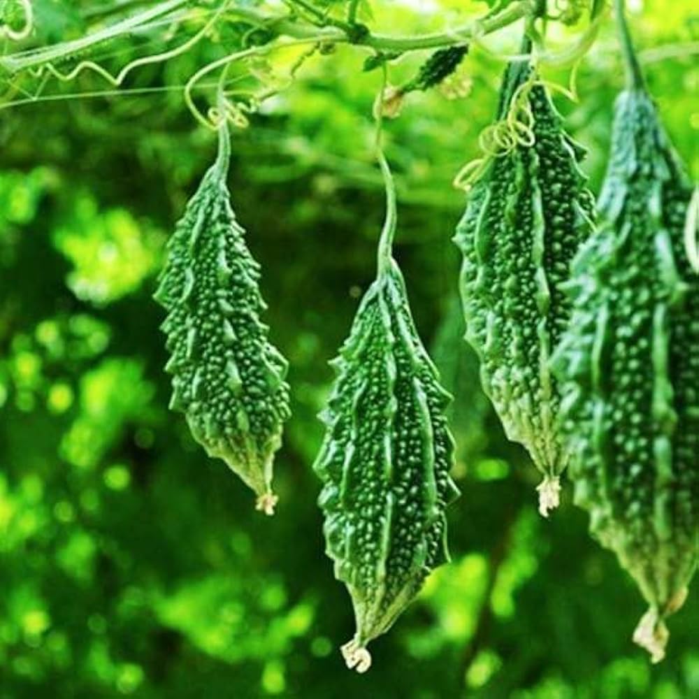 Pinkdose garden vegetable seeds for planting