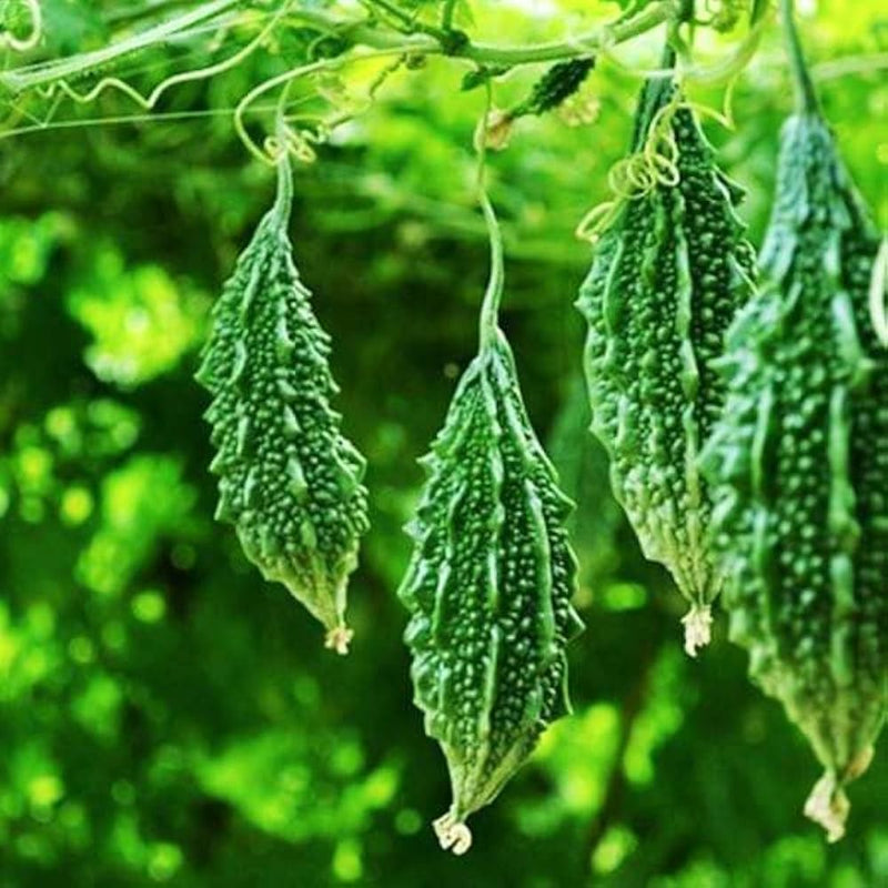 Pinkdose garden vegetable seeds for planting