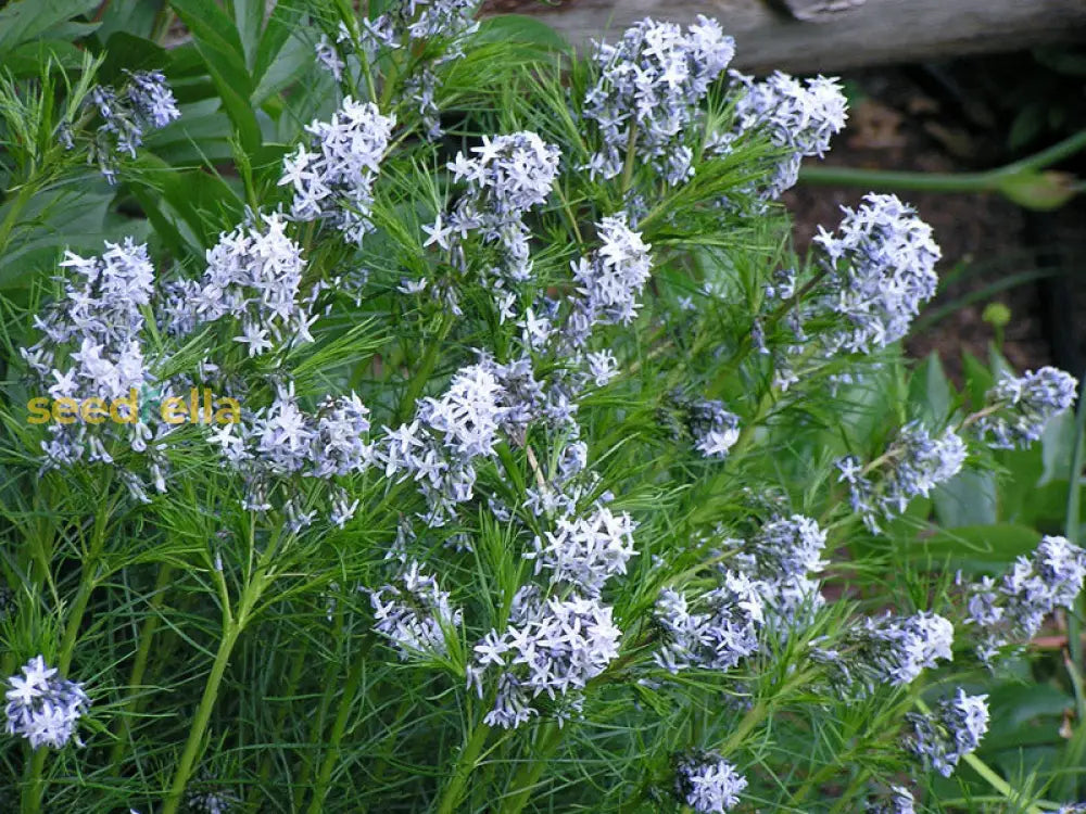 Plant American Basswood Seeds  Ideal For Gardening Flower