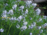 Plant American Basswood Seeds  Ideal For Gardening Flower