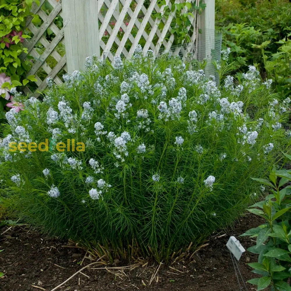 Plant American Basswood Seeds  Ideal For Gardening Flower