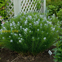 Plant American Basswood Seeds  Ideal For Gardening Flower
