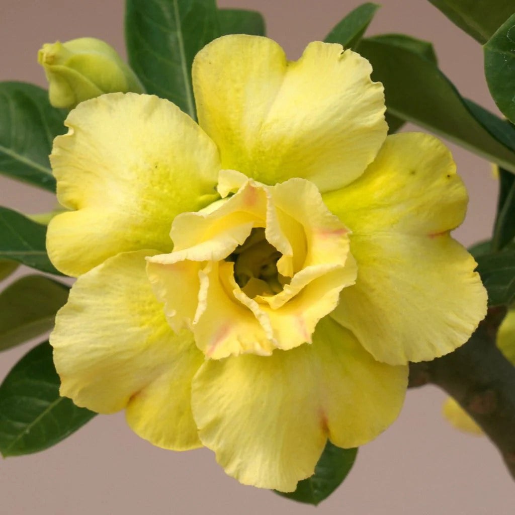 Planting light lemon adenium seeds in pots
