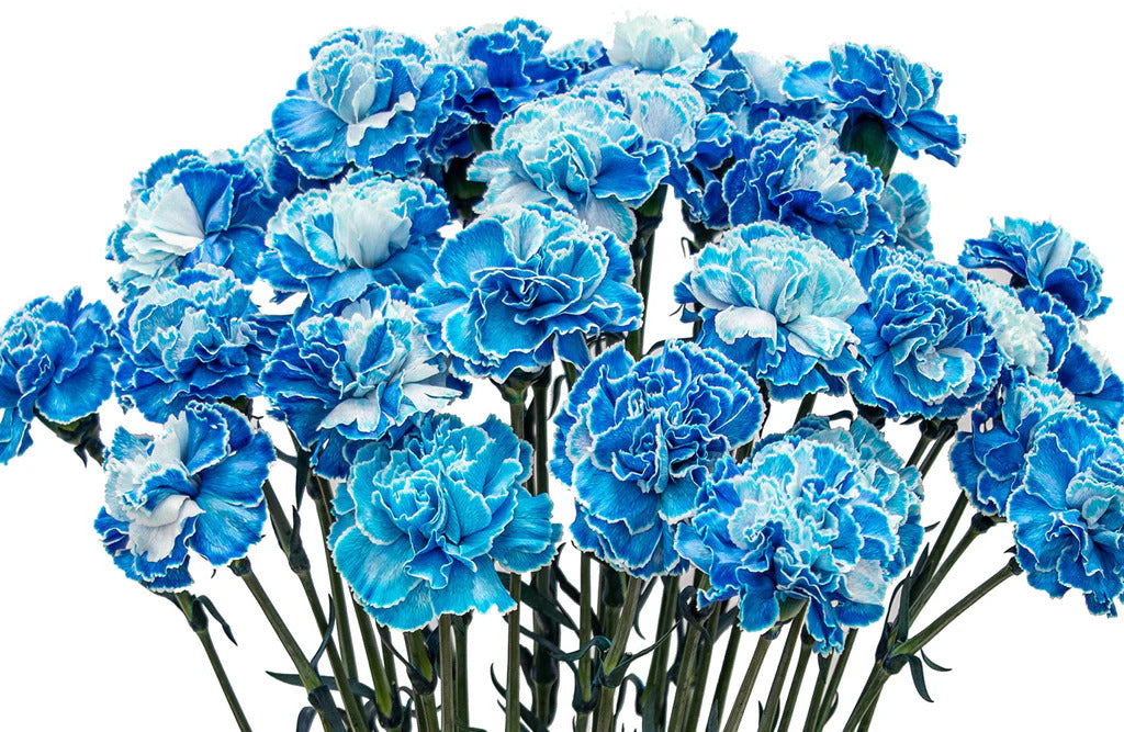 Planting dark blue dianthus caryophyllus seeds in garden beds