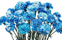 Planting dark blue dianthus caryophyllus seeds in garden beds