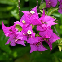 Planting dark violet Bougainvillea seeds in garden soil