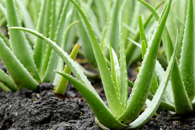 Planting green Aloe Vera seeds in succulent soil