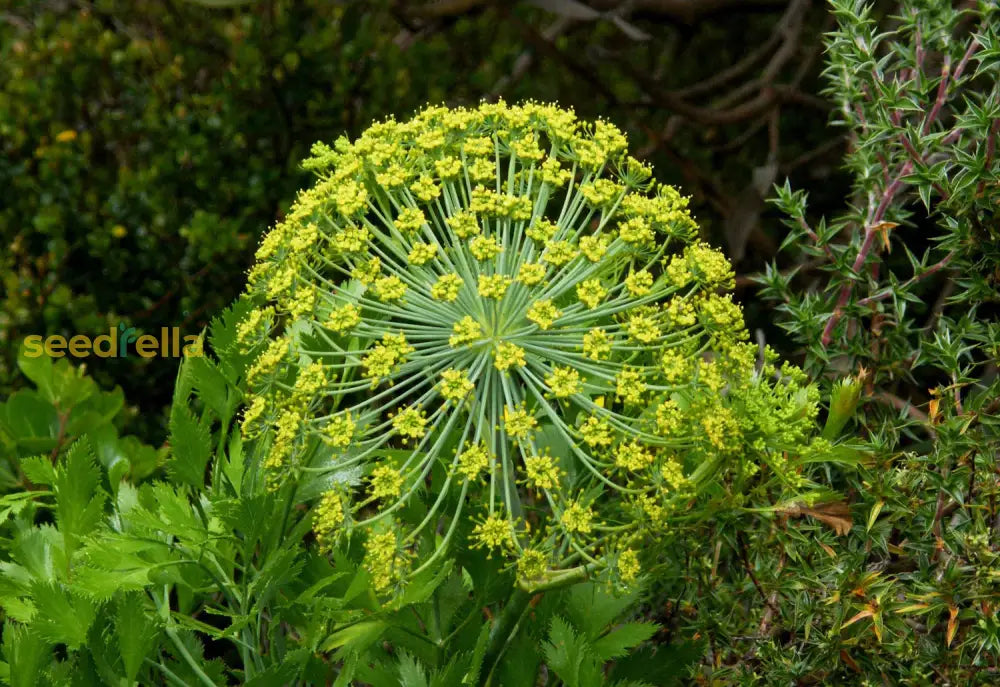 Planting green Galbanum seeds in garden beds
