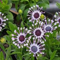 Planting multi-colour Osteospermum seeds in garden beds