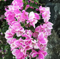Planting pink and white Bougainvillea seeds in garden soil