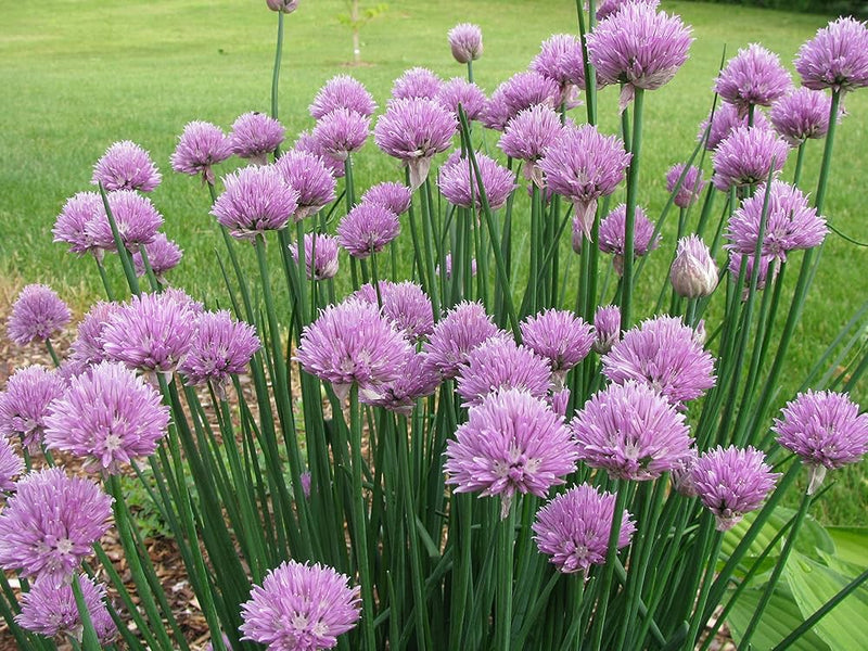 Planting Rustic Ciboulette seeds in garden beds