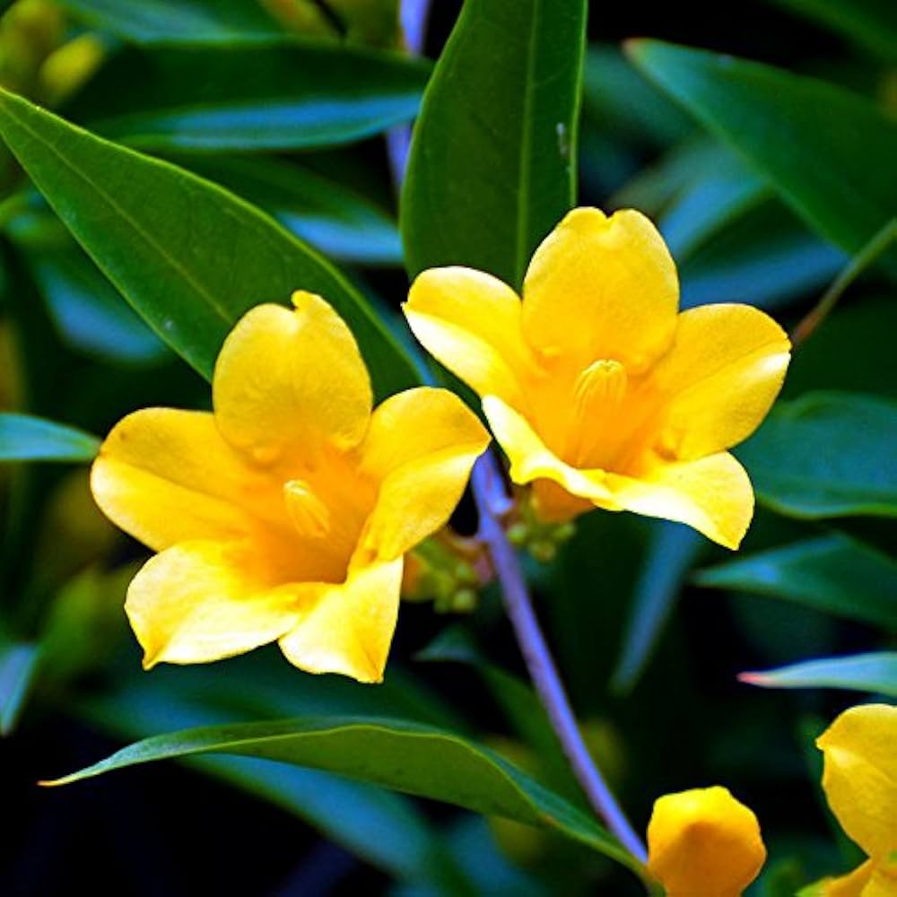 Planting yellow Jasminum Sambac seeds in garden beds