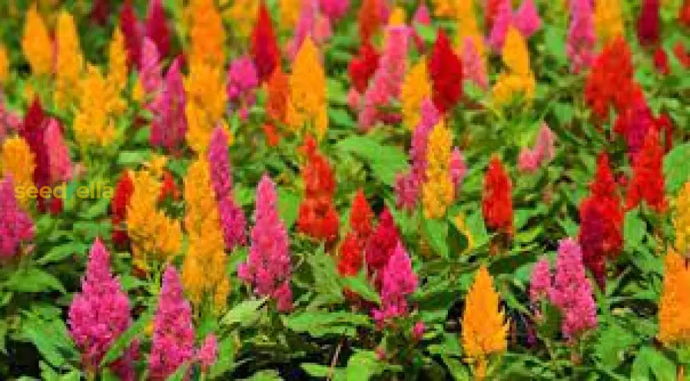 Plumed Flower Seeds For Vibrant Garden Planting