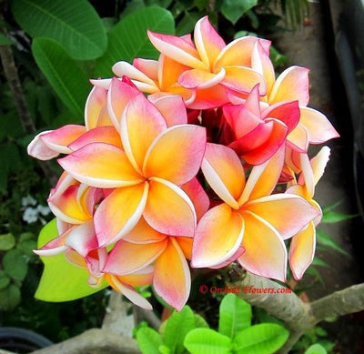 100 Pcs