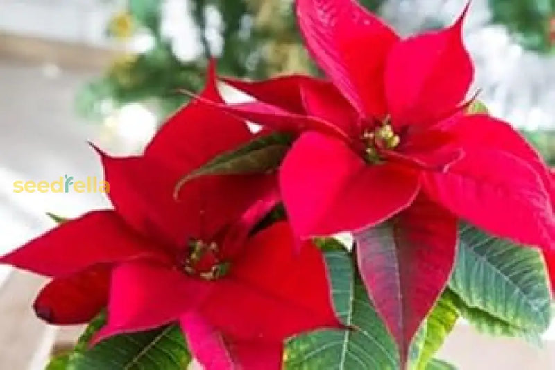 Poinsettia Seeds For Planting Festive Holiday Flowers Flower