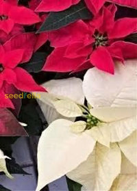 Poinsettia Seeds For Planting  Festive Holiday Flowers Flower