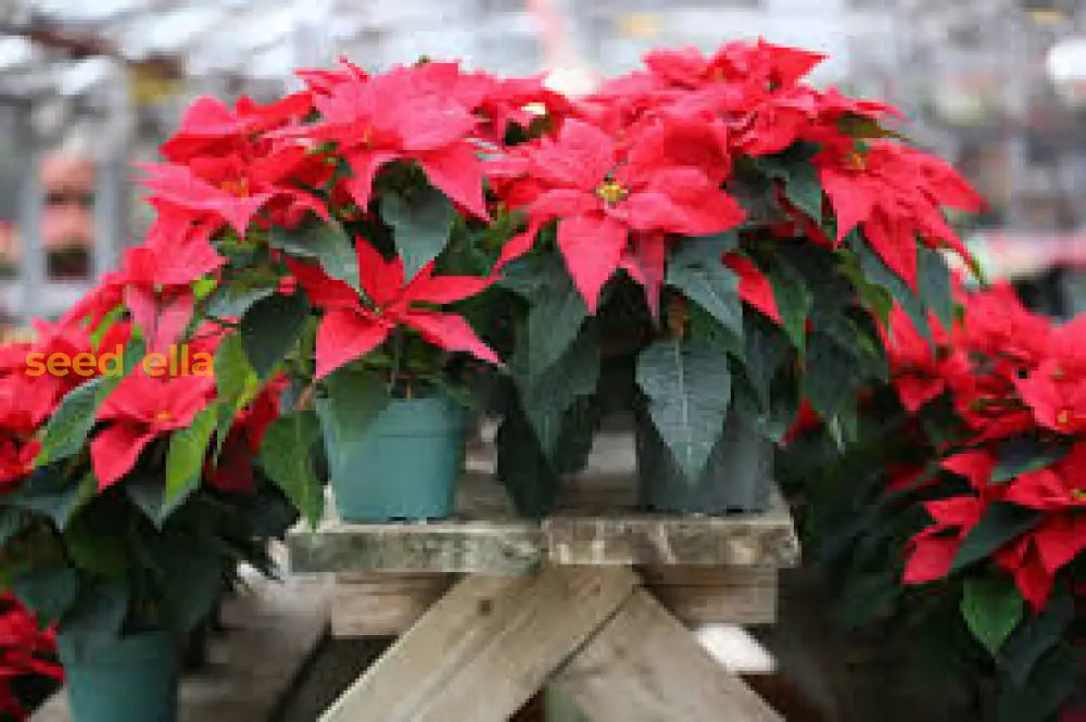 Poinsettia Seeds For Planting  Festive Holiday Flowers Flower