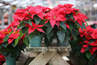 Poinsettia Seeds For Planting  Festive Holiday Flowers Flower