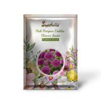 Pompon Dahlia Pink Seeds For Planting