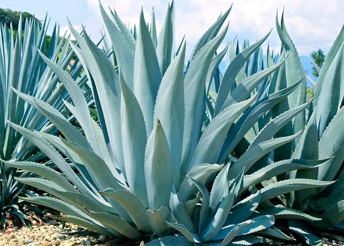 Agave Kerchovei Plants in Pots