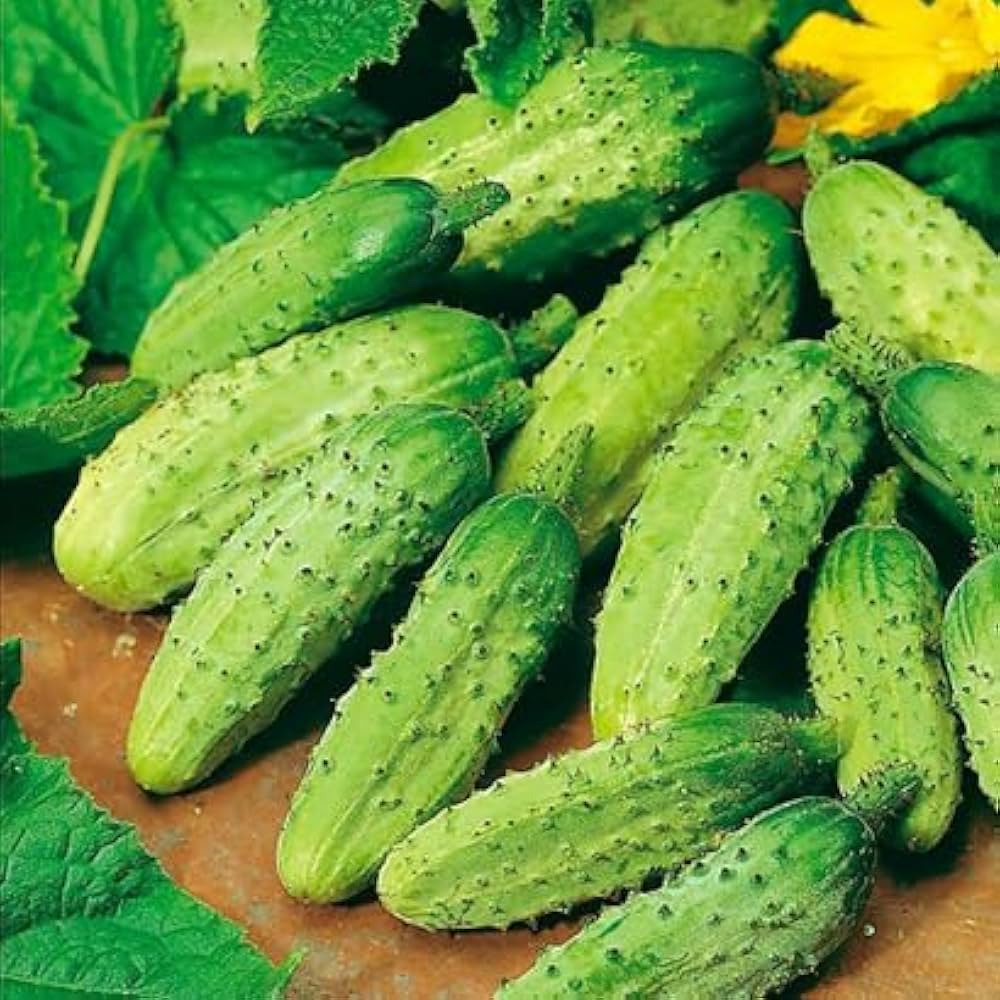 Premium non-GMO Cucumber Pioneer vegetable seeds
