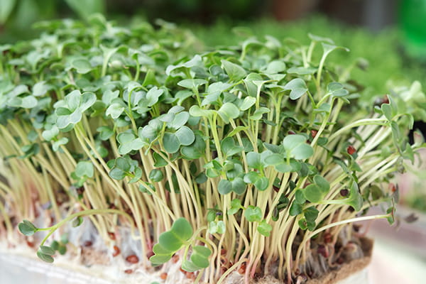 Premium microgreens planting seeds for home gardens