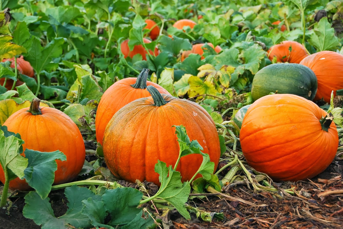 Premium red pumpkin seeds high yield variety