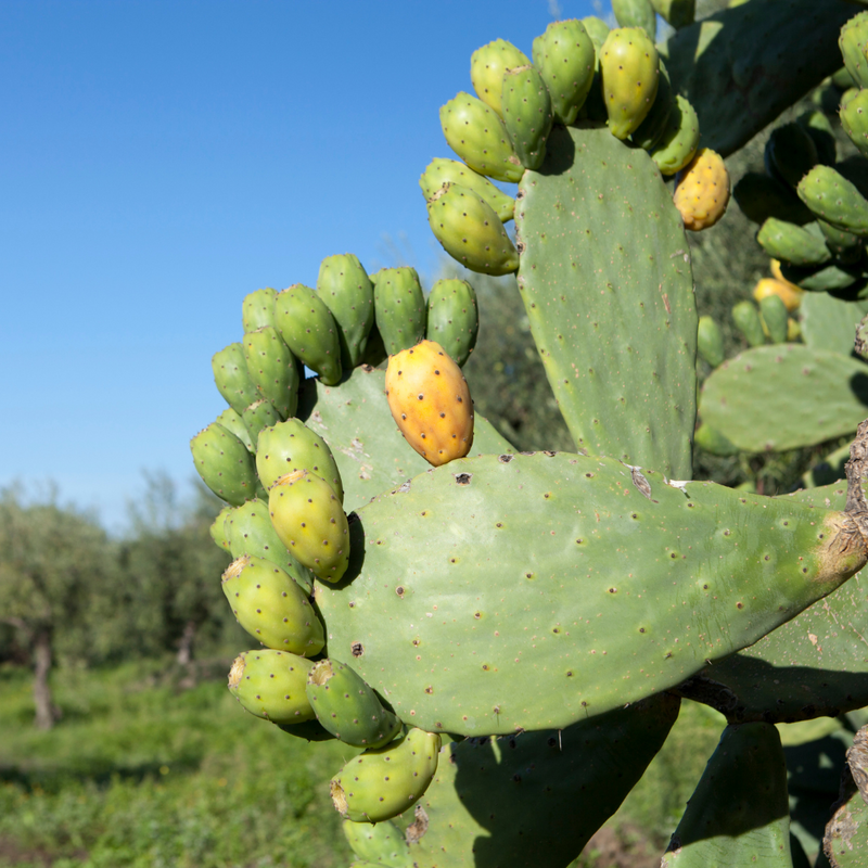 Green Lasiacantha Fruit Seeds for Planting