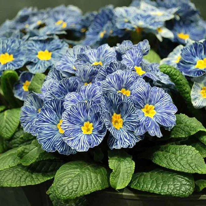 Primula acaulis light blue seeds for planting