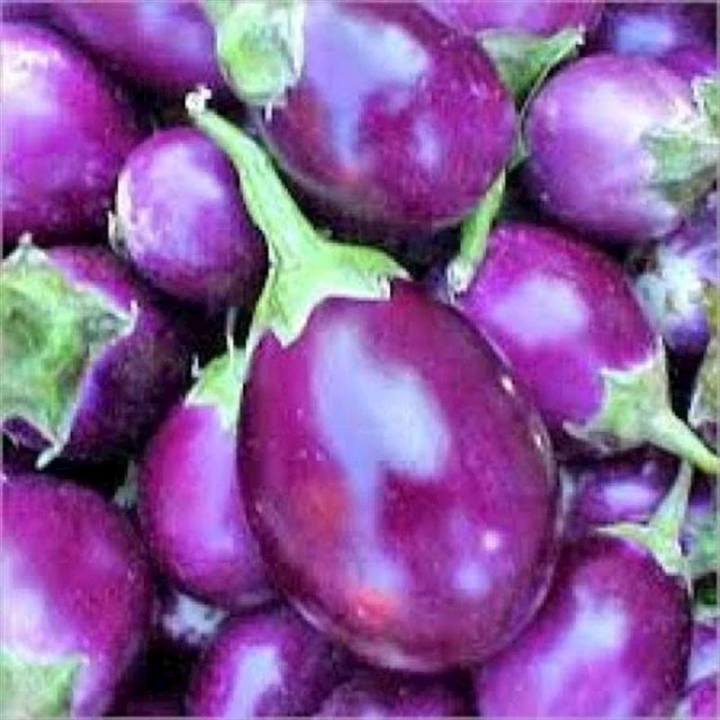 Violet Eggplant Vegetable Planting Seeds