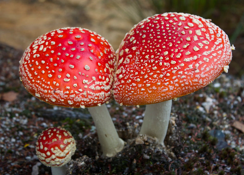 Red & White Mushroom Vegetable Seeds for Easy Planting