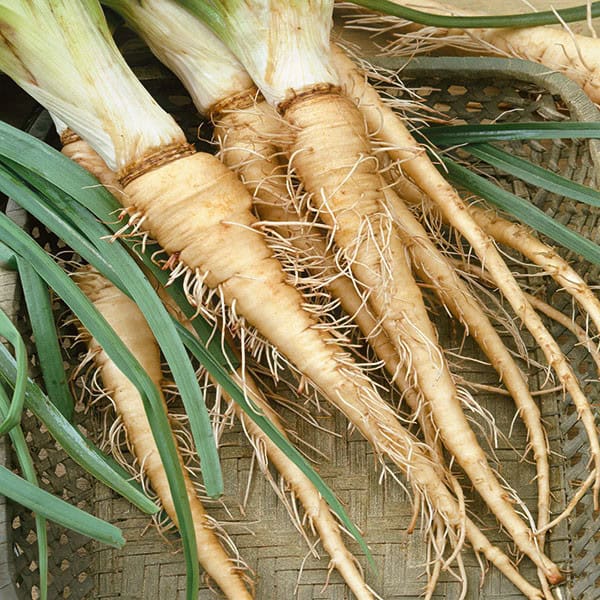 Cream Mammoth Sandwich Vegetable Seeds for Planting
