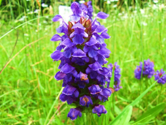 Prunella vulgaris Heal All seeds for home herb garden