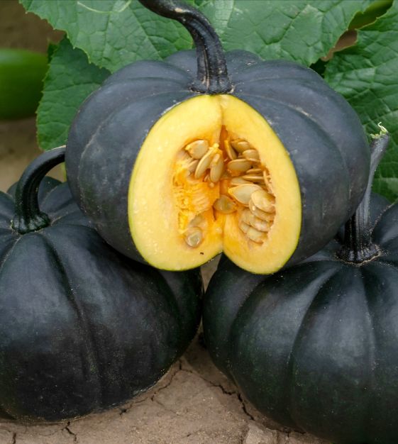 Black Pumpkin Seeds for Planting: Grow Your Own Vegetable Harvest
