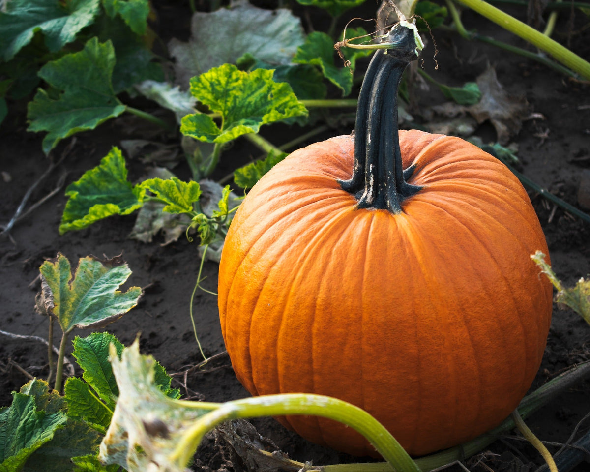 Brown Pumpkin Seeds for Planting - Grow Your Own Harvest