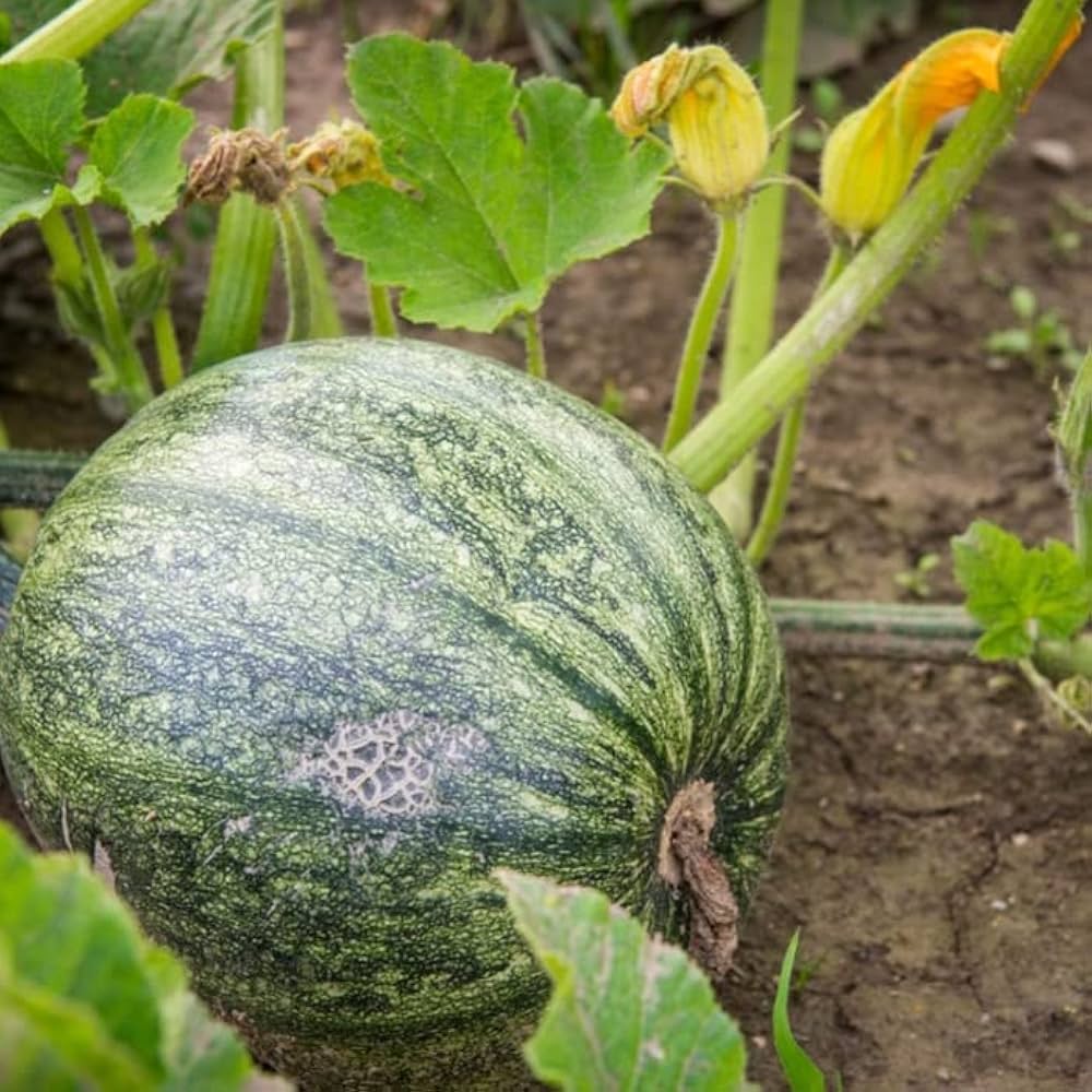 Pumpkin Cucurbita pepo seeds for planting