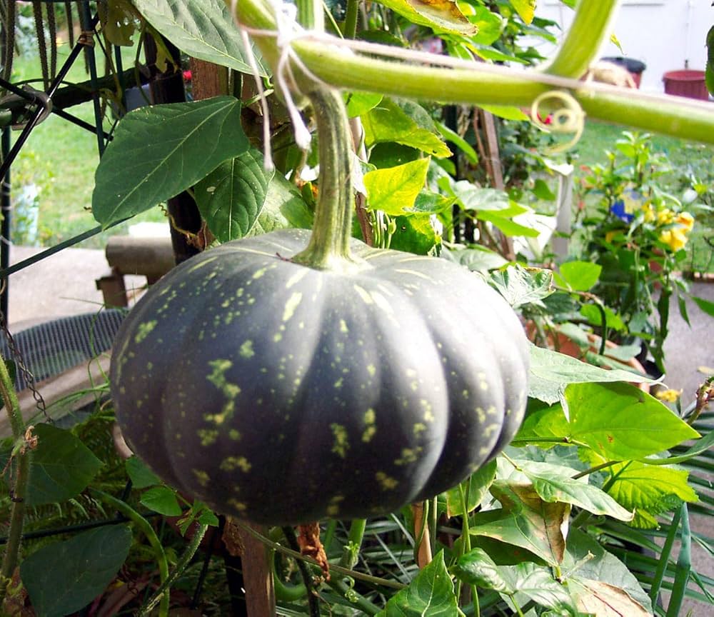 Black pumpkin vine developing in warm season