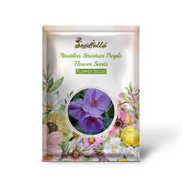 Non GMO Abutilon Striatum Purple seeds for home gardening