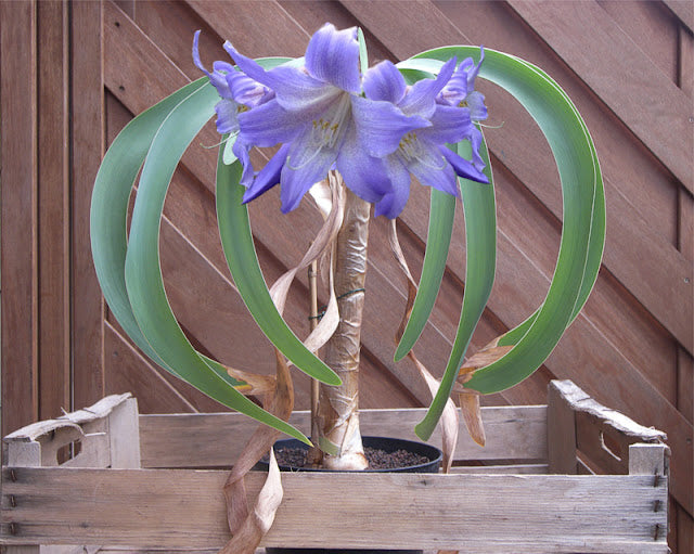 Purple Amaryllis seeds sprouting young plants