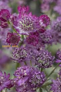 Purple Astrantia Flower Seeds for Planting